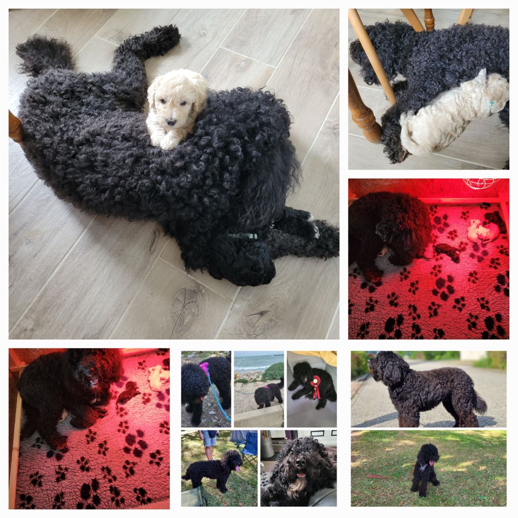 Chiots à vendre